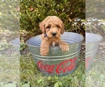Small #1 Cockapoo