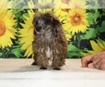 Spirit - Male Poodle (Toy) Puppy for Sale - Photo #25