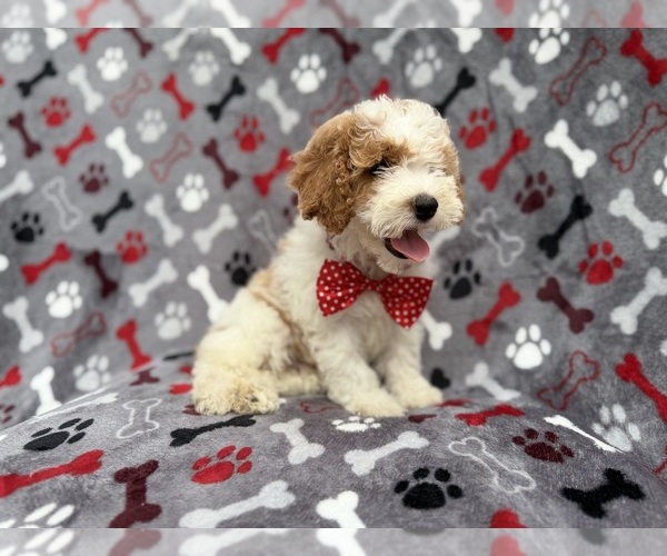 Medium Photo #8 Cockapoo (Miniature) Puppy For Sale in LAKELAND, FL, USA