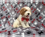 Small #7 Cockapoo (Miniature)