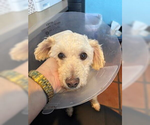 Medium Photo #5 Poodle (Miniature) Puppy For Sale in San Diego, CA, USA