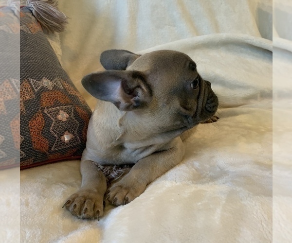 Medium Photo #2 French Bulldog Puppy For Sale in JOHNS ISLAND, SC, USA