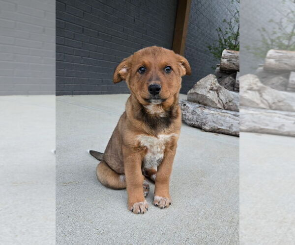 Medium Photo #6 Australian Cattle Dog Puppy For Sale in FRANKLIN, IN, USA