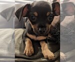 Small Photo #1 Chihuahua Puppy For Sale in EVERETT, WA, USA