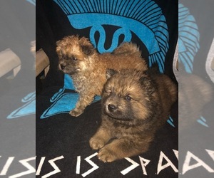 Chow Chow Puppy for sale in APPLE VALLEY, CA, USA