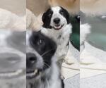 Small #15 Border Collie