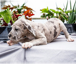 Small #23 Great Dane