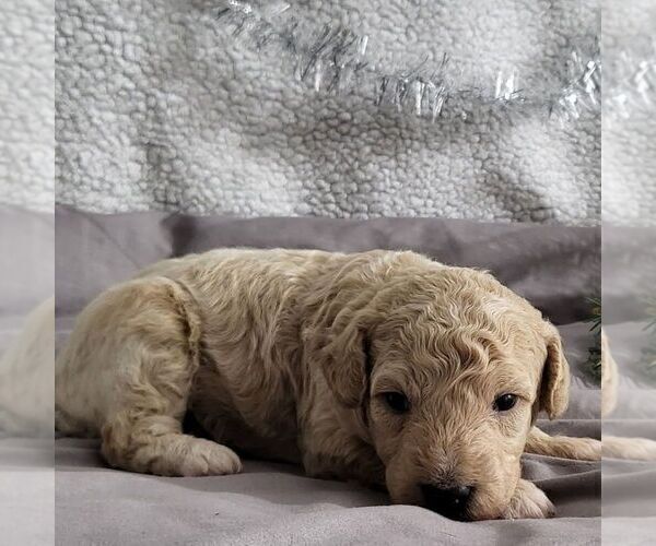 Medium Photo #3 Bichpoo Puppy For Sale in ARTHUR, IL, USA