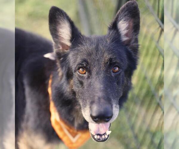 Medium Photo #1 German Shepherd Dog-Unknown Mix Puppy For Sale in San Antonio, TX, USA