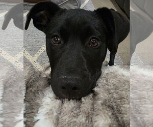 Mutt Dogs for adoption in Germantown, OH, USA