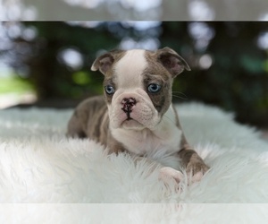 Boston Terrier Puppy for sale in MILLERSBURG, OH, USA