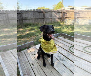 Barbie - Female Dachshund-Unknown Mix Dog for Adoption - Photo #3