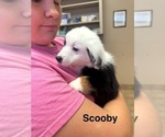 Small Photo #14 Miniature Australian Shepherd Puppy For Sale in LAKELAND, FL, USA