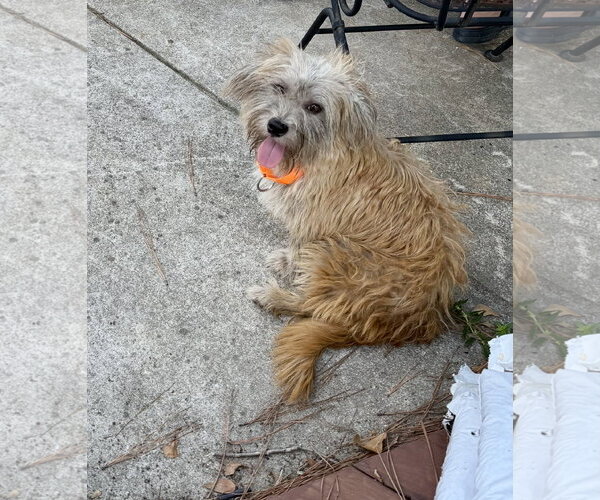 Medium Photo #5 Lhasa Apso-Unknown Mix Puppy For Sale in Virginia Beach, VA, USA