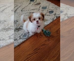 Shih Tzu Puppy for sale in PETERSBURG, IN, USA