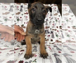 Belgian Malinois Puppy for sale in LANCASTER, PA, USA