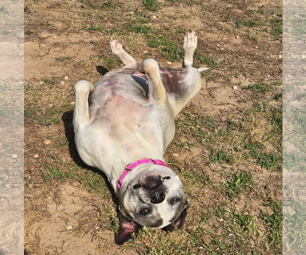 Medium Photo #4 American Bulldog-American Staffordshire Terrier Mix Puppy For Sale in Lakemont, GA, USA