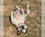 Small #3 American Bulldog-American Staffordshire Terrier Mix