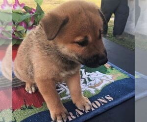 Shiba Inu Puppy for sale in INALA, OK, USA
