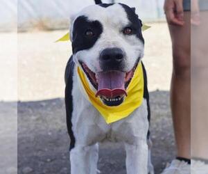 Medium American Staffordshire Terrier-Labrador Retriever Mix
