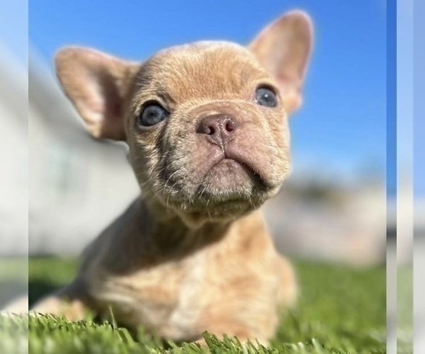 Medium Photo #2 French Bulldog Puppy For Sale in LAS VEGAS, NV, USA