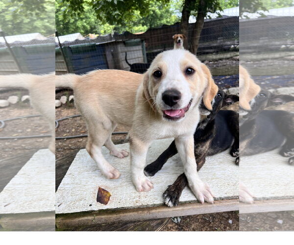 Medium Photo #3 Great Pyrenees-Unknown Mix Puppy For Sale in Tracy City, TN, USA