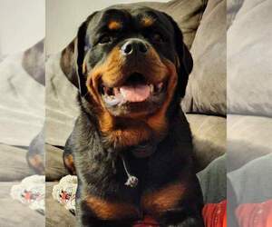 Mother of the Rottweiler puppies born on 08/30/2022