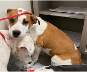 American Pit Bull Terrier-Unknown Mix Dogs for adoption in Pasadena, TX, USA