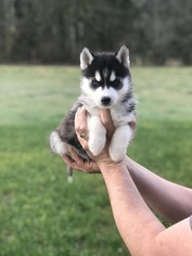 Siberian Husky Puppy for sale in BRUSH PRAIRIE, WA, USA