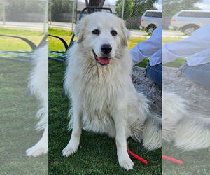 Great Pyrenees Dogs for adoption in Hamilton, MT, USA
