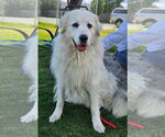 Small Great Pyrenees