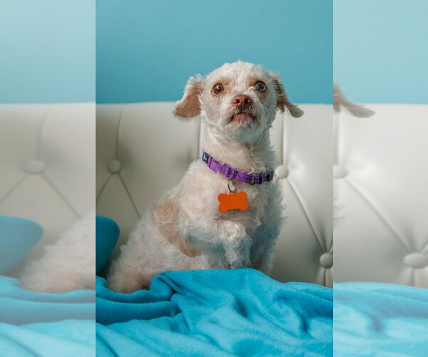 Medium Photo #10 Shih Tzu-Unknown Mix Puppy For Sale in Minneapolis, MN, USA