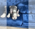 Small Photo #24 French Bulldog Puppy For Sale in JERSEY CITY, NJ, USA