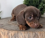 Small #9 Dachshund