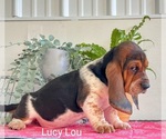 Puppy Lucy Lou Basset Hound