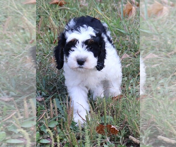 Medium Photo #2 Miniature Bernedoodle Puppy For Sale in MARION CENTER, PA, USA