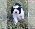 Small #1 Miniature Bernedoodle