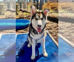Siberian Husky-Unknown Mix Dogs for adoption in Santa Rosa, CA, USA