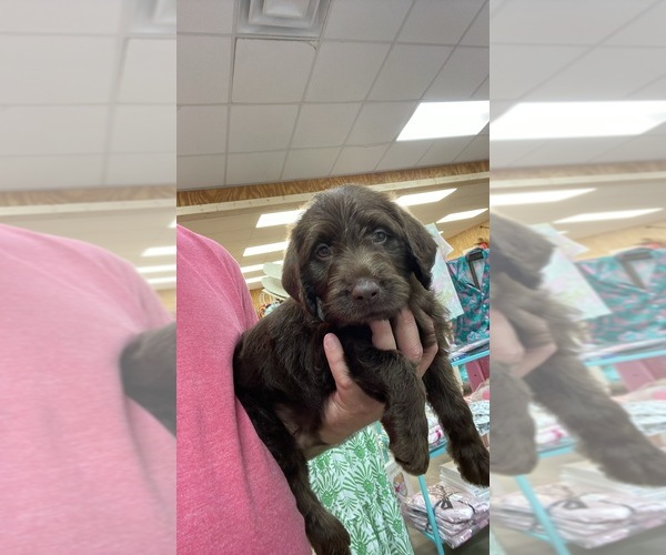 Medium Photo #3 Labradoodle Puppy For Sale in GEORGETOWN, SC, USA