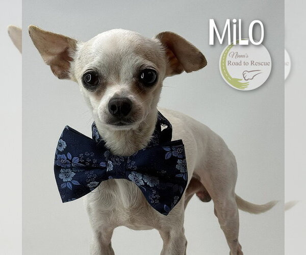 Medium Photo #2 Chihuahua Puppy For Sale in Benton, LA, USA