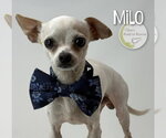 Small #1 Chihuahua