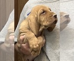 Red LM 1 - Male Bloodhound Puppy for Sale - Photo #11