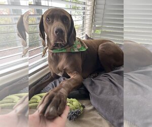 German Shorthaired Weimaraner Dogs for adoption in Dana Point, CA, USA