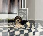 Small Photo #2 YorkiePoo Puppy For Sale in PARAGON, IN, USA