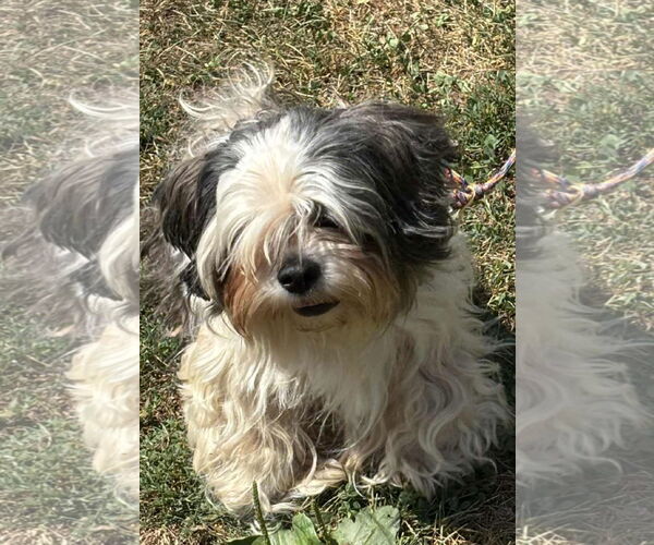 Medium Photo #3 Shih Tzu Puppy For Sale in Lewistown, PA, USA