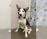 Small Siberian Husky