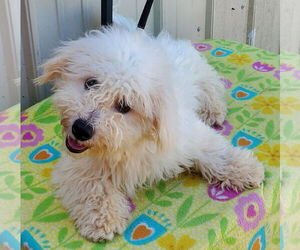 Bichon Frise Dogs for adoption in Mountain View, MO, USA