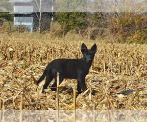 German Shepherd Dog Puppy for sale in PARAGON, IN, USA