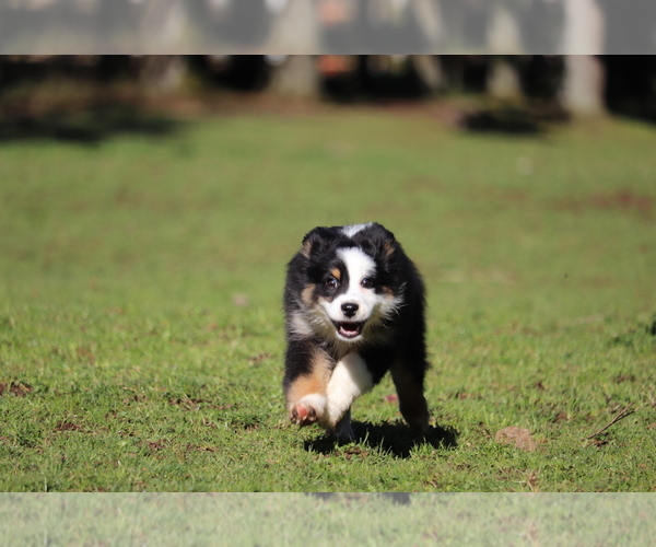 Medium Photo #3 Miniature Australian Shepherd Puppy For Sale in CHEHALIS, WA, USA