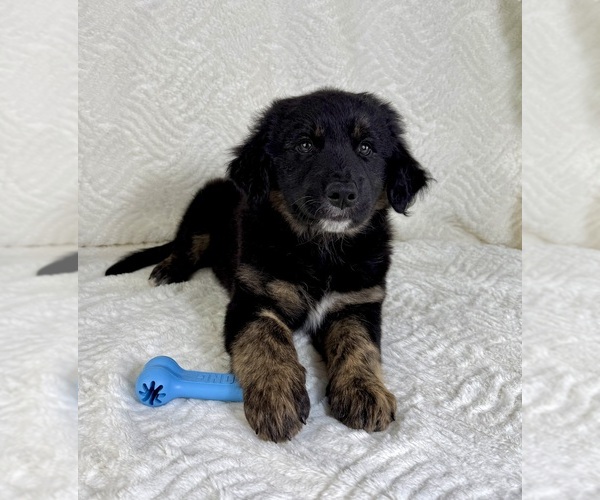 Medium Photo #4 Golden Shepherd Puppy For Sale in GREENFIELD, IN, USA